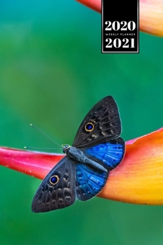Butterfly Butterflies Insect Week Planner Weekly Organizer Calendar 2020 / 2021 - Blue Winged Eurybia: Cute Wildlife Animal Pet Bullet Journal Notebook Diary in 6” x 9” Inch Pocket Size