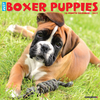 Calendar Just Boxer Puppies 2021 Wall Calendar (Dog Breed Calendar) Book