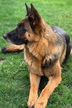 German Shepherd Dog Pup Puppy Doggie Notebook Bullet Journal Diary Composition Book Notepad - Lying on Grass: Cute Animal Pet Owner Composition Book ... Quad Ruled Graph Paper Pages in 6” x 9” Inch