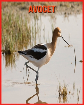 Paperback Avocet: Amazing Pictures & Fun Facts on Animals in Nature Book