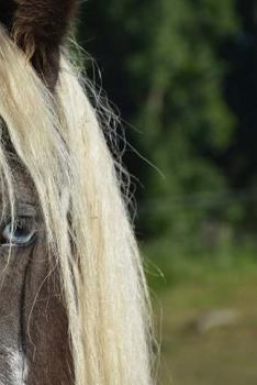 Paperback Gypsy Horse Breed Notebook Book