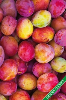 Paperback Garden Planner: Ripe plums. Format A5, 120 pages, fine grey lined. Journal, diary, notebook and garden planner for everything that hap Book