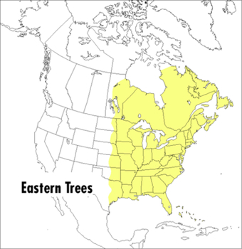 Paperback A Peterson Field Guide to Eastern Trees: Eastern United States and Canada, Including the Midwest Book