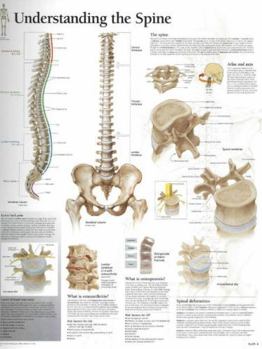 Misc. Understanding the Spine Chart: Laminated Wall Chart Book