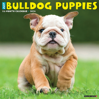 Calendar Just Bulldog Puppies 2024 12 X 12 Wall Calendar Book