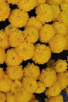 Paperback Chrysanthemum Notebook Book