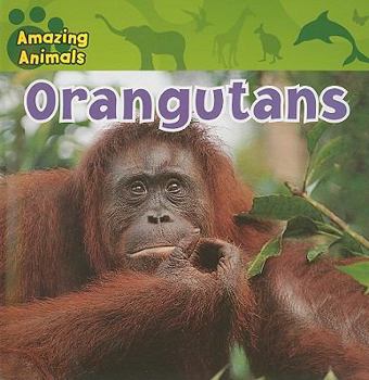 Orangutans - Book  of the Amazing Animals