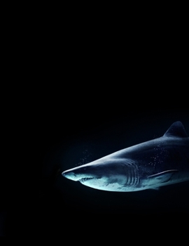 Black Paper Sketch Book - 8.5 x 11: A Shark Sketch Book For Use With Gel Pens | Reverse Color Sketchbook With Black Pages | Black Paper Sketchbook For Boys