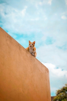 Ginger Cat on a Wall Journal: 150 Page Lined Notebook/Diary