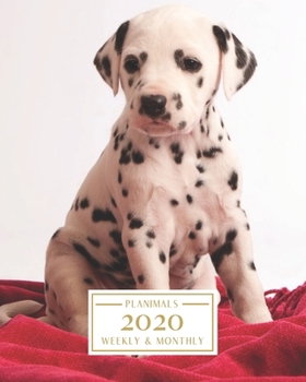 Paperback 2020: Weekly and Monthly Planner/Calendar Jan 2020 - Dec 2020 Dalmation Puppy Book