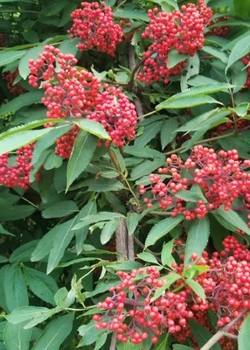 Paperback Wild Berries Journal Book