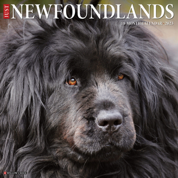 Calendar Just Newfoundlands 2023 Wall Calendar Book