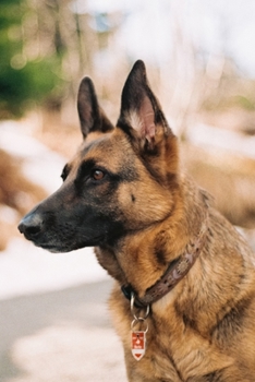 German Shepherd Dog Pup Puppy Doggie Notebook Bullet Journal Diary Composition Book Notepad - Set up Ears: Cute Animal Pet Owner Composition Book with 100 Quad Ruled Graph Paper Pages in 6” x 9” Inch