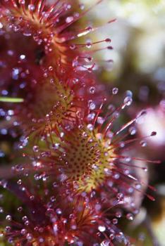 Paperback Sundew Carnivorous Plant, for the Love of Nature: Blank 150 Page Lined Journal for Your Thoughts, Ideas, and Inspiration Book