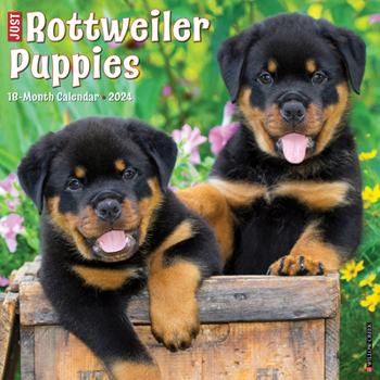 Calendar Just Rottweiler Puppies 2024 12 X 12 Wall Calendar Book