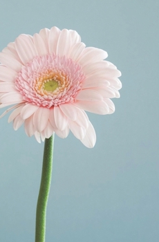 Small Open-Dated Minimalist Planner Soft Petals