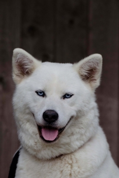 Paperback White Akita Inu (Husky Hybrid) Dog Journal: 150 Page Lined Notebook/Diary Book