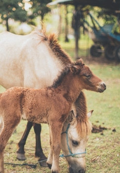 Schrift, gelinieerd, 150 pagina's: veulen (Jonge dieren) (Dutch Edition)