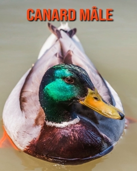 Canard Mâle: Recueil pour Enfants de Belles Images & d’Informations Intéressantes Concernant les Canard Mâle (French Edition)