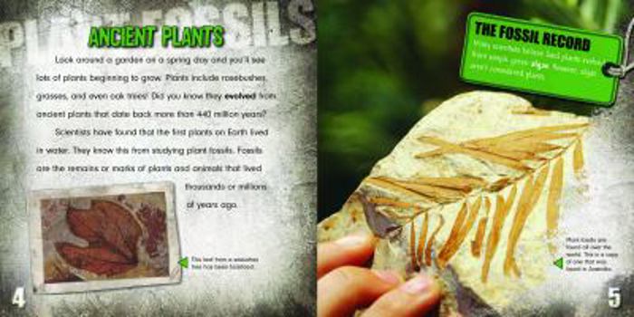 Paperback Plant Fossils Book