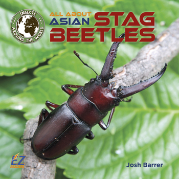 All About Asian Chinese Stag Beetles