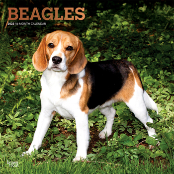 Beagles 2022 12 x 12 Inch Monthly Square Wall Calendar with Foil Stamped Cover, Animals Dog Breeds DogDays