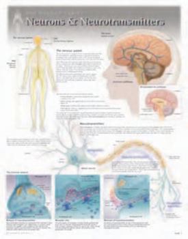Paperback Neurons & Neurotransmitters Wall Chart: 8271 Book