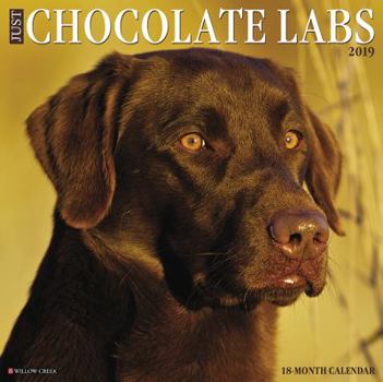 Calendar Just Chocolate Labs 2019 Wall Calendar (Dog Breed Calendar) Book