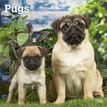 Pugs 2026 12 X 24 Inch (Hanging) Monthly Square Wall Calendar Plastic-Free