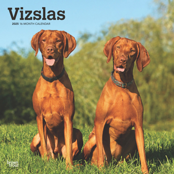 Calendar Vizslas 2025 12 X 24 Inch Monthly Square Wall Calendar Plastic-Free Book