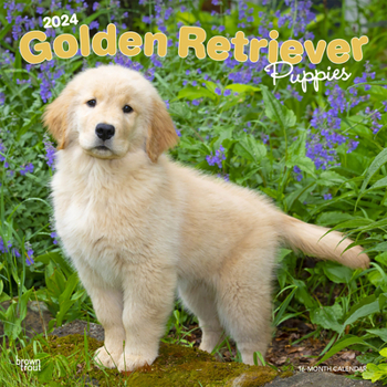 Calendar Golden Retriever Puppies 2024 Square Book