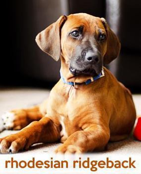 Rhodesian Ridgeback: A Gift Journal for People who Love Dogs: Rhodesian Ridgeback Puppy Edition