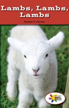 Paperback Lambs, Lambs, Lambs Book