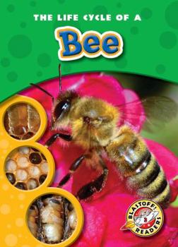 Paperback The Life Cycle of a Bee Book