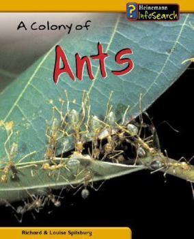 Colony of Ants (Animal Groups)
