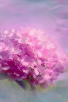 Paperback Pink Hydrangeas Journal: A Beautiful Journal for Reflecting on Those Special Moments in Your Life. Book