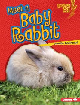 Library Binding Meet a Baby Rabbit Book