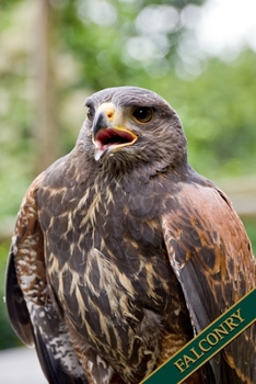 Falconry: esert Hawk, Harris Hawk, Buzzard. Format A5, 120 pages, fine light grey lined. Daily entries, notes and journal for the falconer, the falconer, nature and bird friends.
