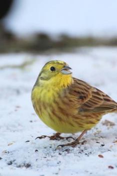 Paperback Yellowhammer Bird in the Snow Spring Songbird Journal: 150 Page Lined Notebook/Diary Book