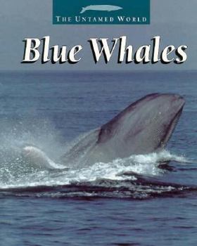 Paperback Blue Whales Book