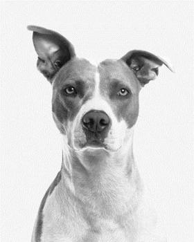 2020 Weekly Planner: 8" x 10" Dated Organizer and Dot Grid Journal 222 pages Black and White Pit Bull Terrier Photograph Fun Pet Owner's Gift