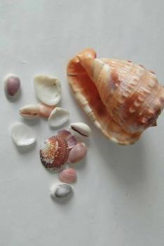 Paperback Sea Shells Notebook Book