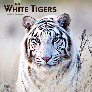 White Tigers 2022 12 x 12 Inch Monthly Square Wall Calendar, Wildlife Zoo Animals