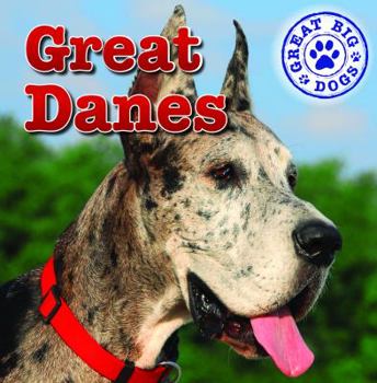Great Danes - Book  of the Great Big Dogs