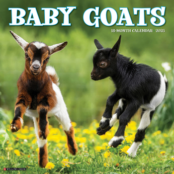 Calendar Baby Goats 2025 12 X 12 Wall Calendar Book