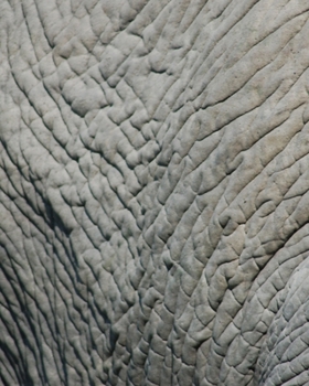 2020 Planner: Elephant Planner 2020 - 2020 Planner Weekly and Monthly Featuring Elephant Gift - Elephant Gift