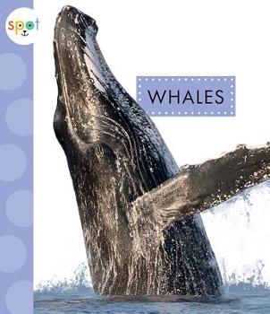 Paperback Whales Book