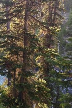 Paperback Waterfall Notebook Book