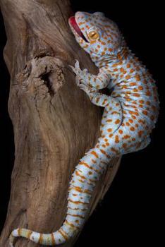 Paperback Tokay Gecko on Driftwood Journal: 150 page lined notebook/diary Book