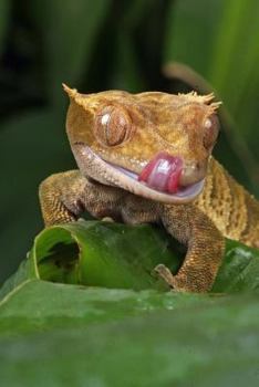 New Caledonian Crested Gecko Journal: 150 Page Lined Notebook/Diary